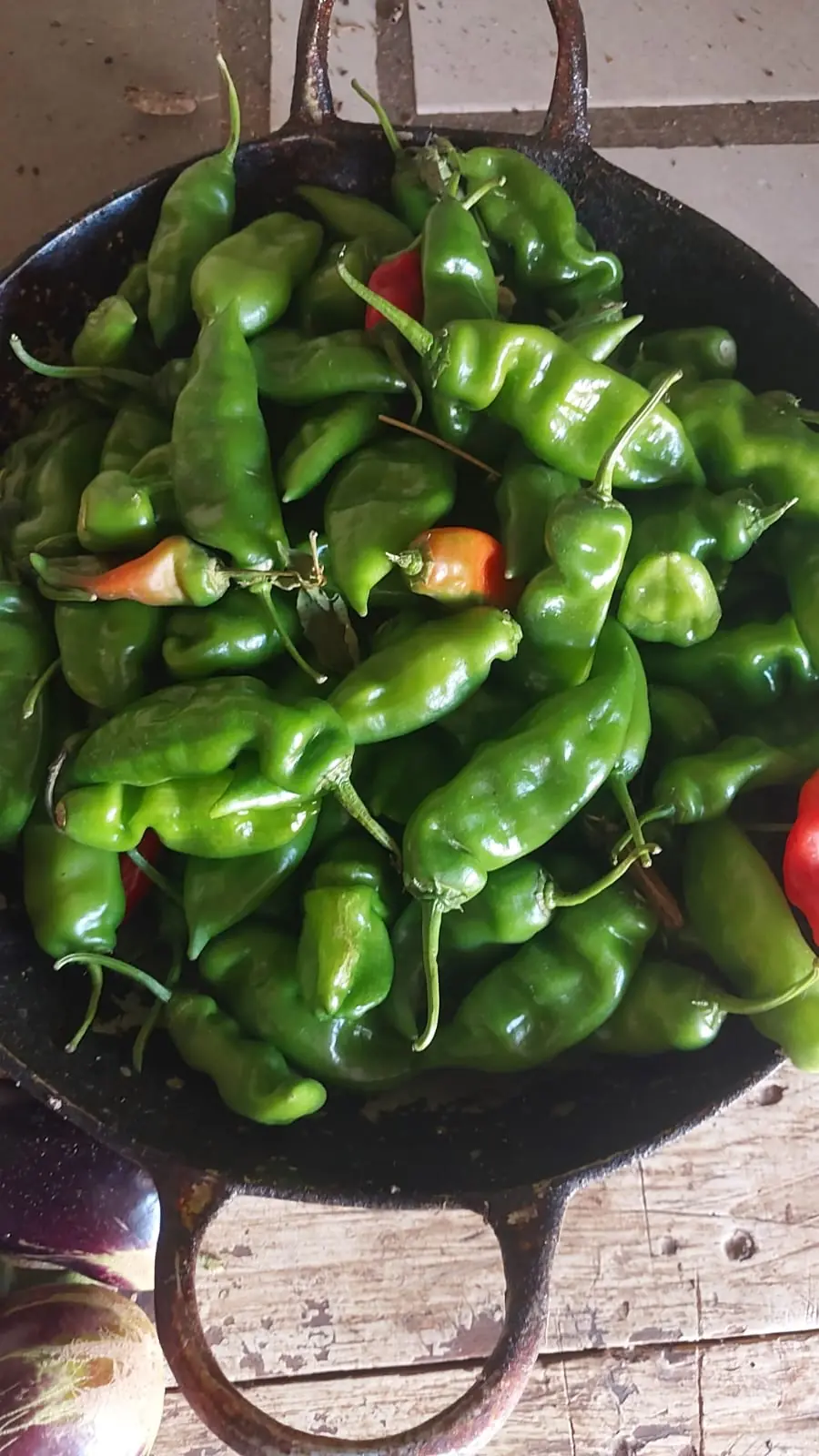 Récolte de piments verts de la ferme Sahan'Aina