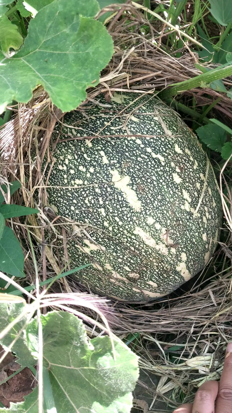 Courge cultivée sous paillage à la ferme Sahan'Aina