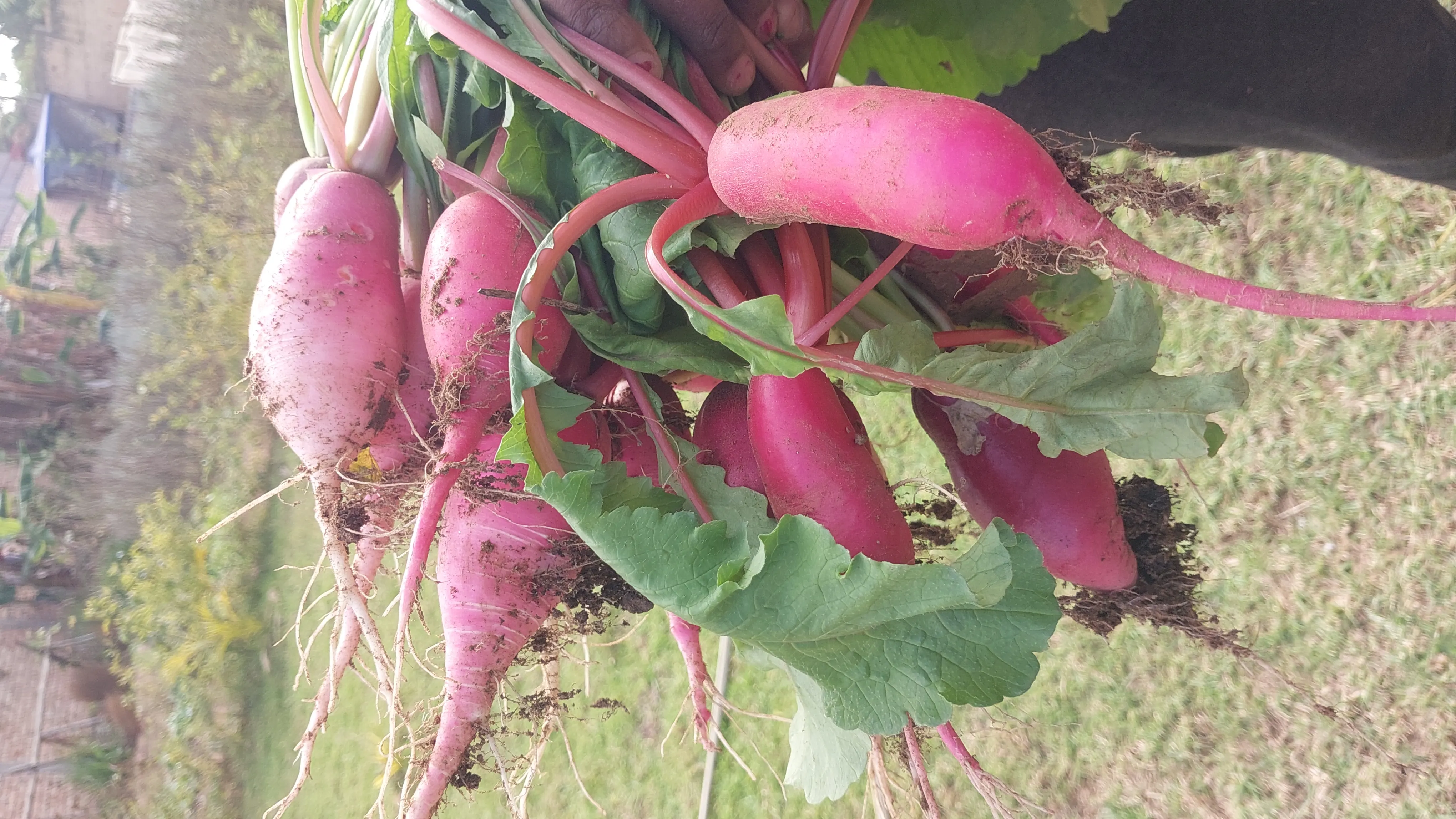 Légumes frais cultivés sur la ferme Sahan'Aina